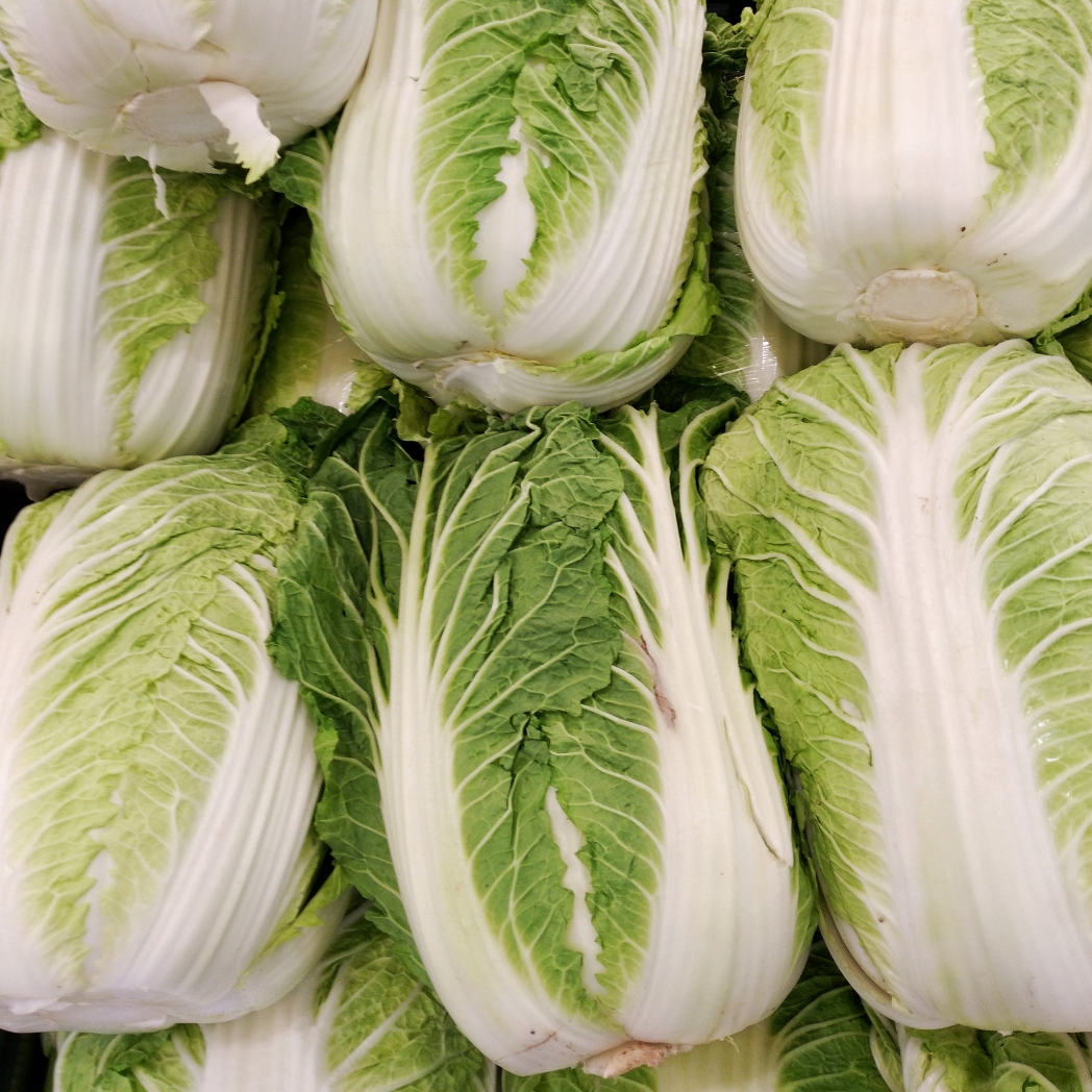 You are currently viewing Brassica rapa subsp. pekinensis: Chinakohl