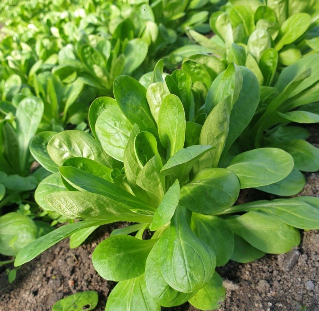 You are currently viewing <strong>Valerianella locusta: Feldsalat</strong>